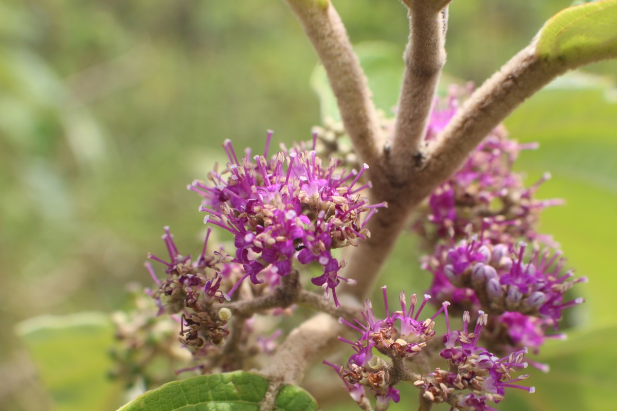 Callicarpa tomentosa (L.) L.